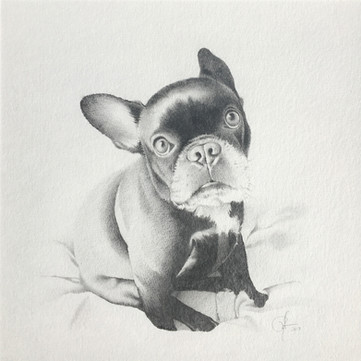 Scout the French Bulldog