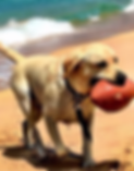 18582452_10207712441123618_3205198061986502628_n_edited.png