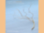 ree