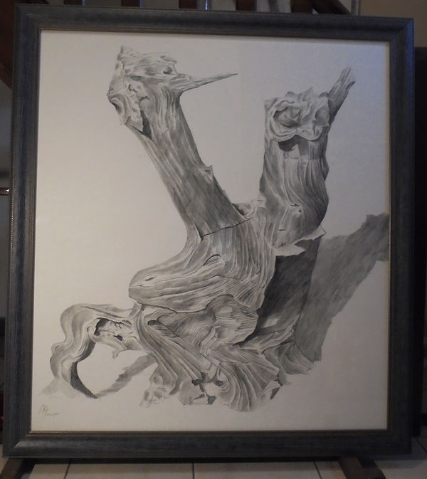 AJ1_Big Tree1_small.jpg