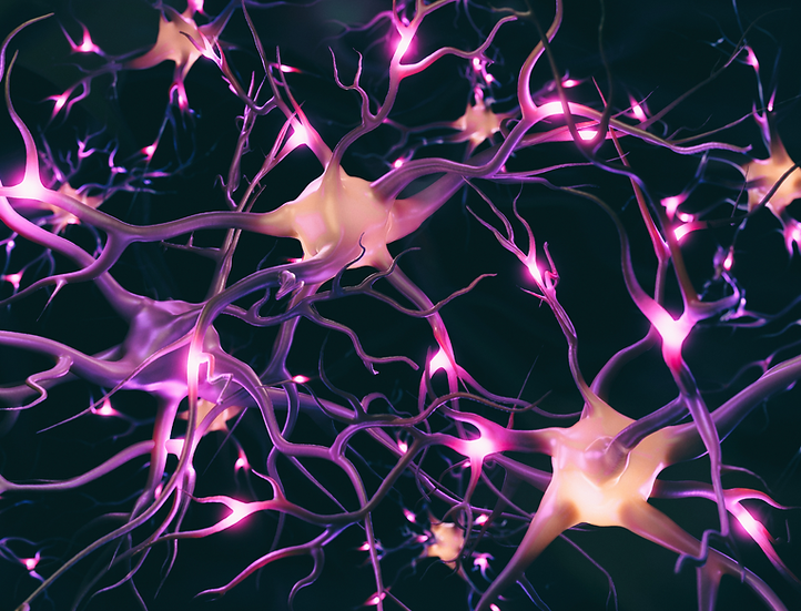 neural connections