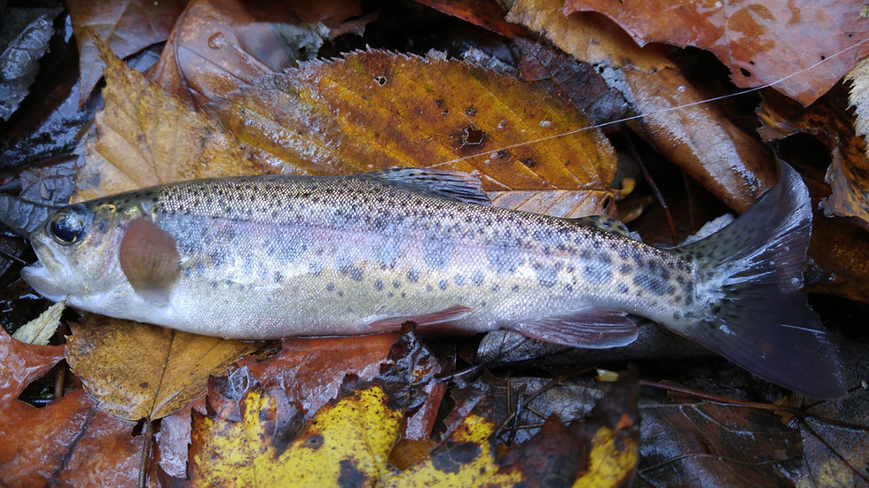 Smoky Mountain Rainbow