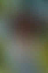Glaze-4.jpg
