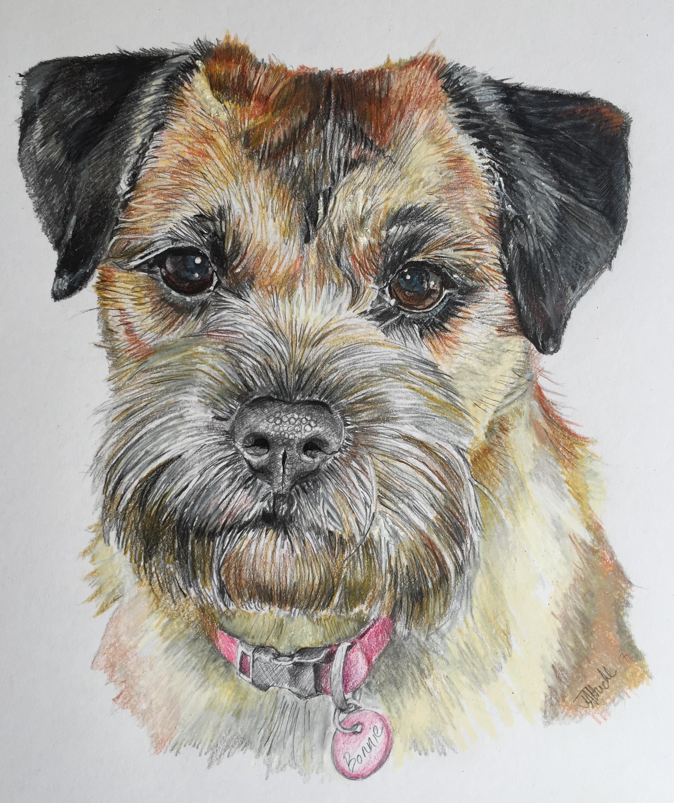 Border Terrier