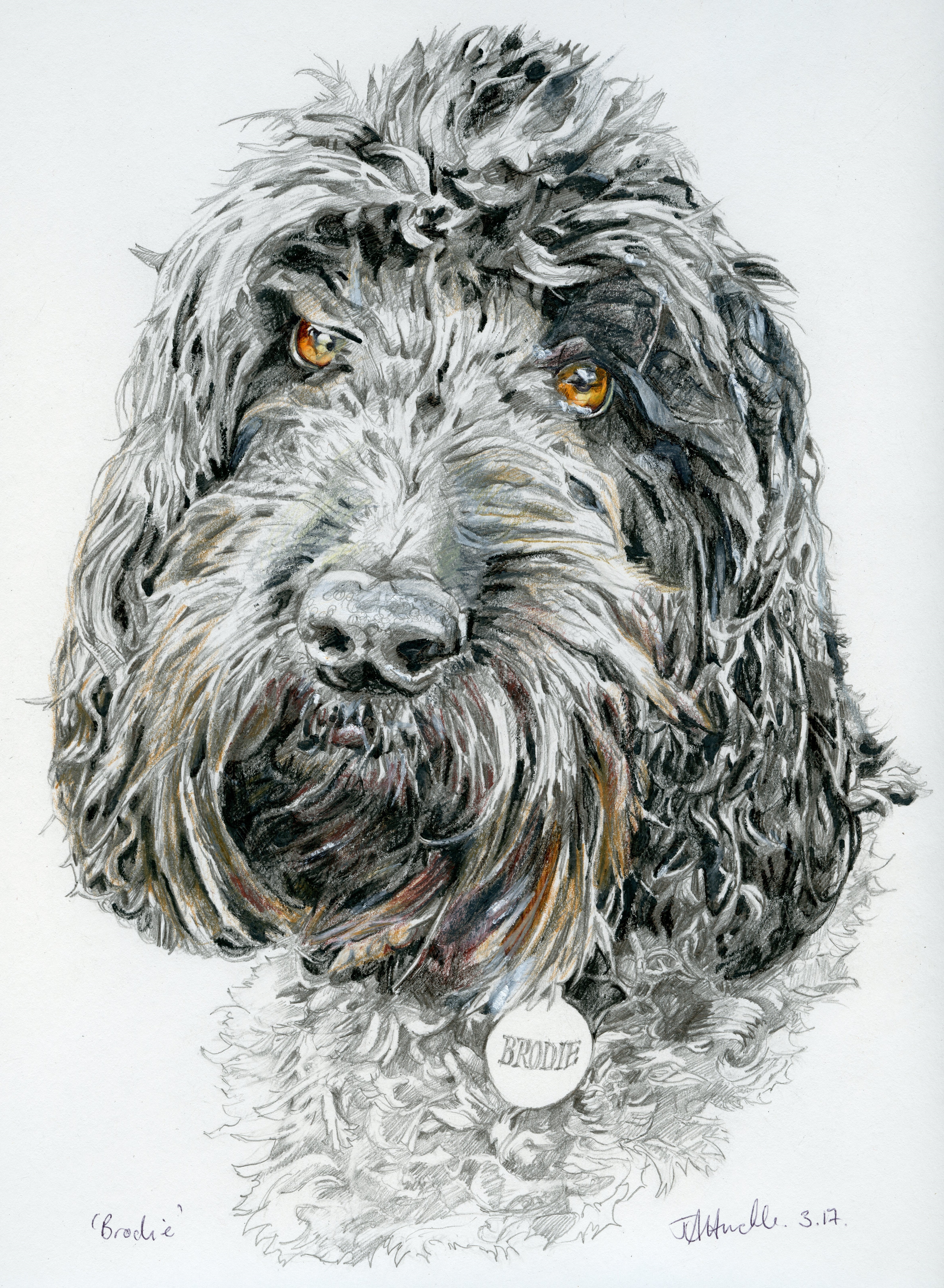Labradoodle