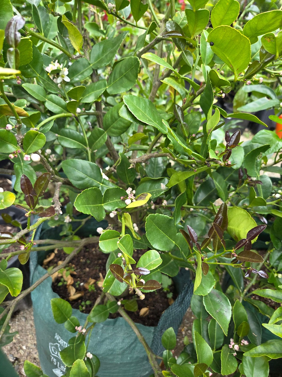 Thumbnail: Kaffir Lime