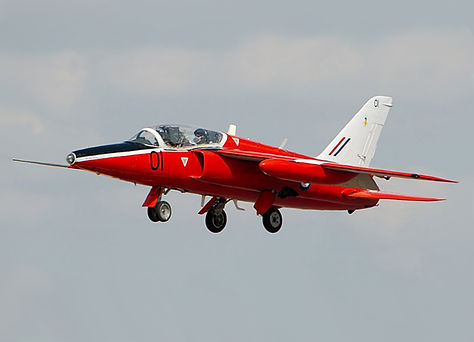 Gnat_(cropped).jpg