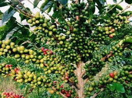 Sejarah Kopi Indonesia