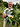 Introduction to Florida Gardening