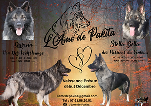 Affiche du mariage de Stella et Darwin