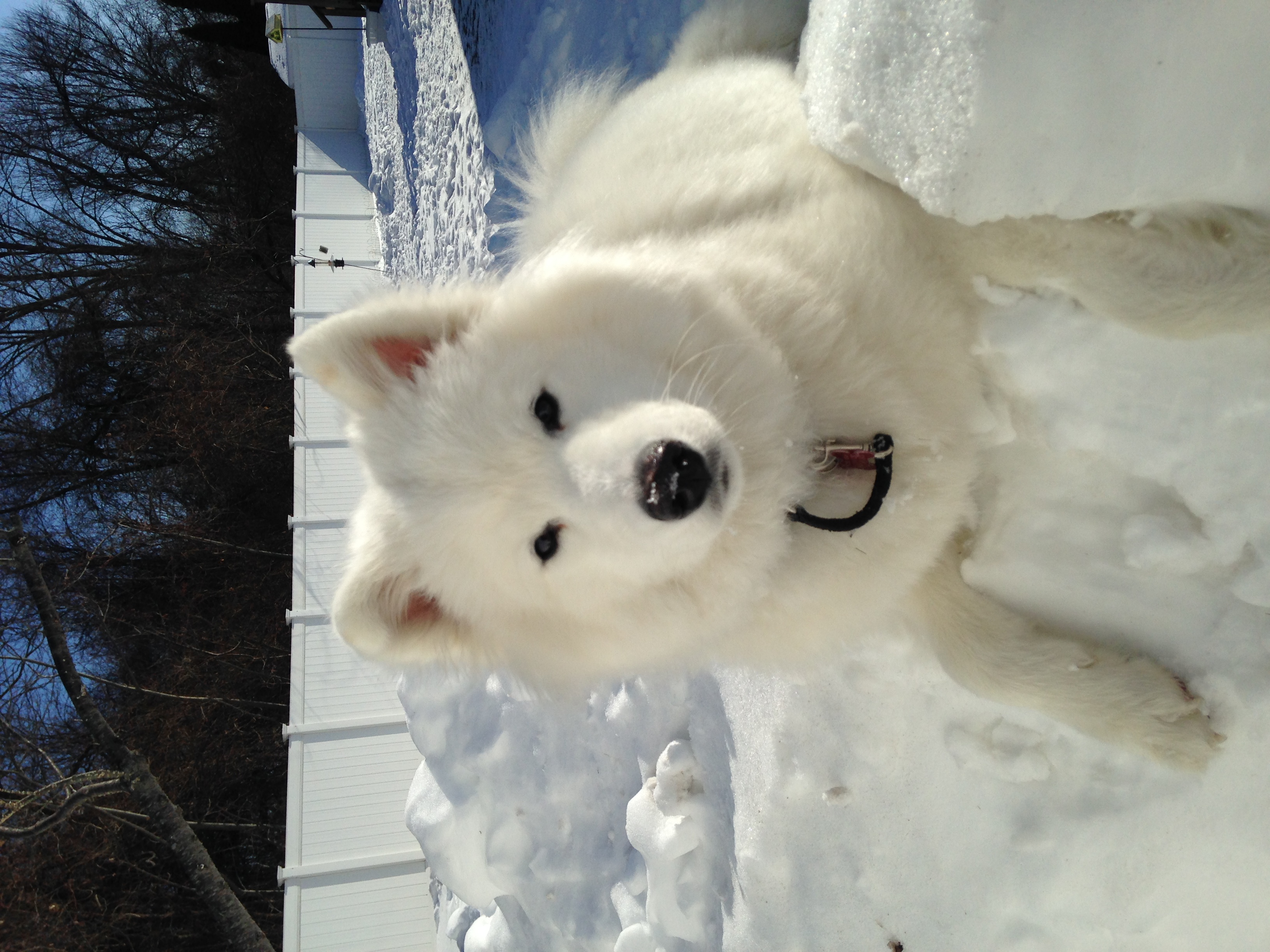 Top Dog K9 Training, behavioral and obedience training programs