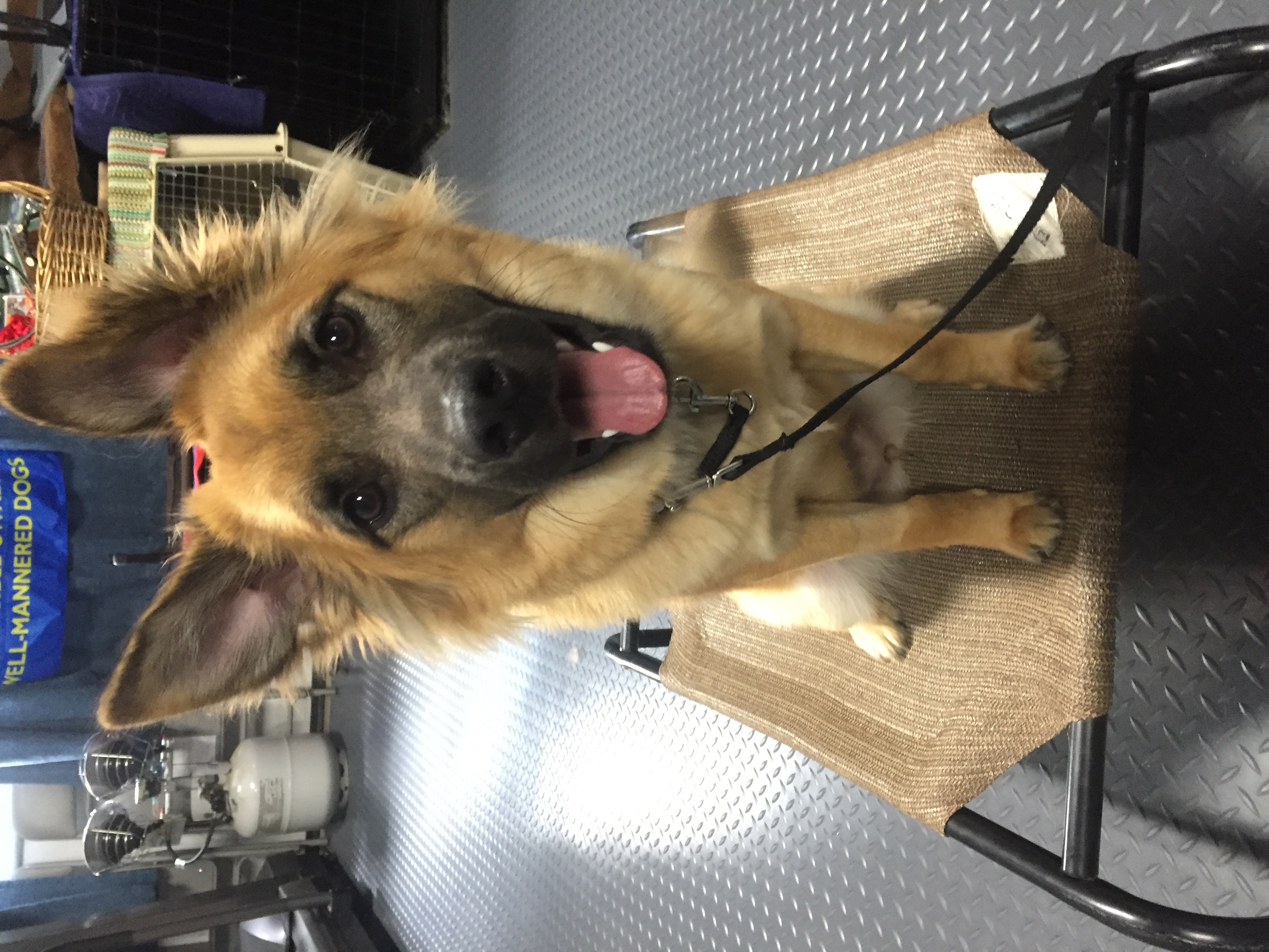 Top Dog K9 Training, behavioral and obedience training programs