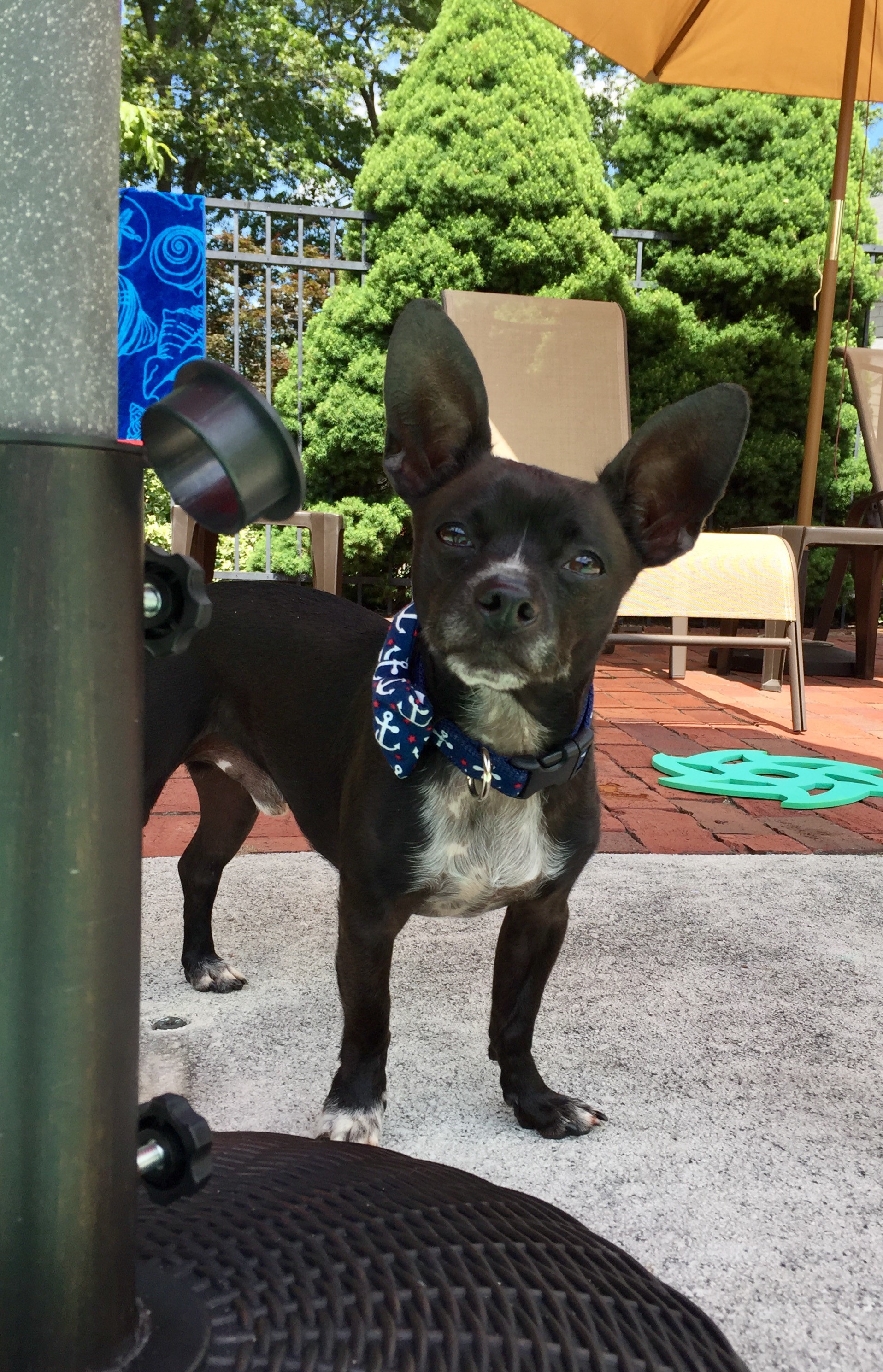 Top Dog K9 Training, behavioral and obedience training programs