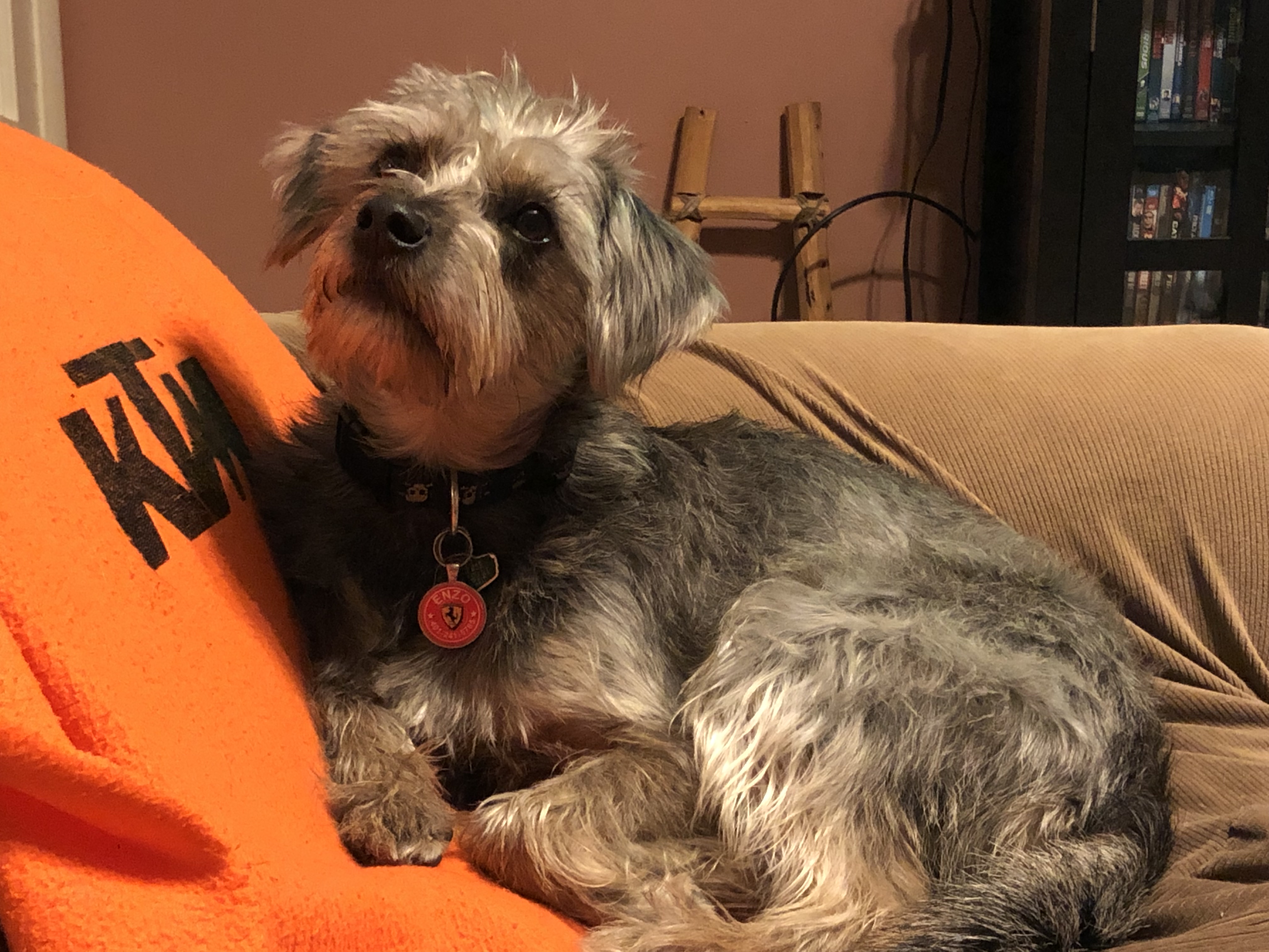 Top Dog K9 Training, behavioral and obedience training programs