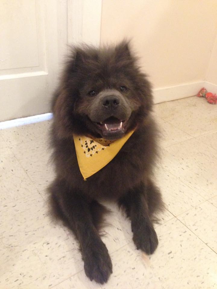 Contact Top Dog K9 Training