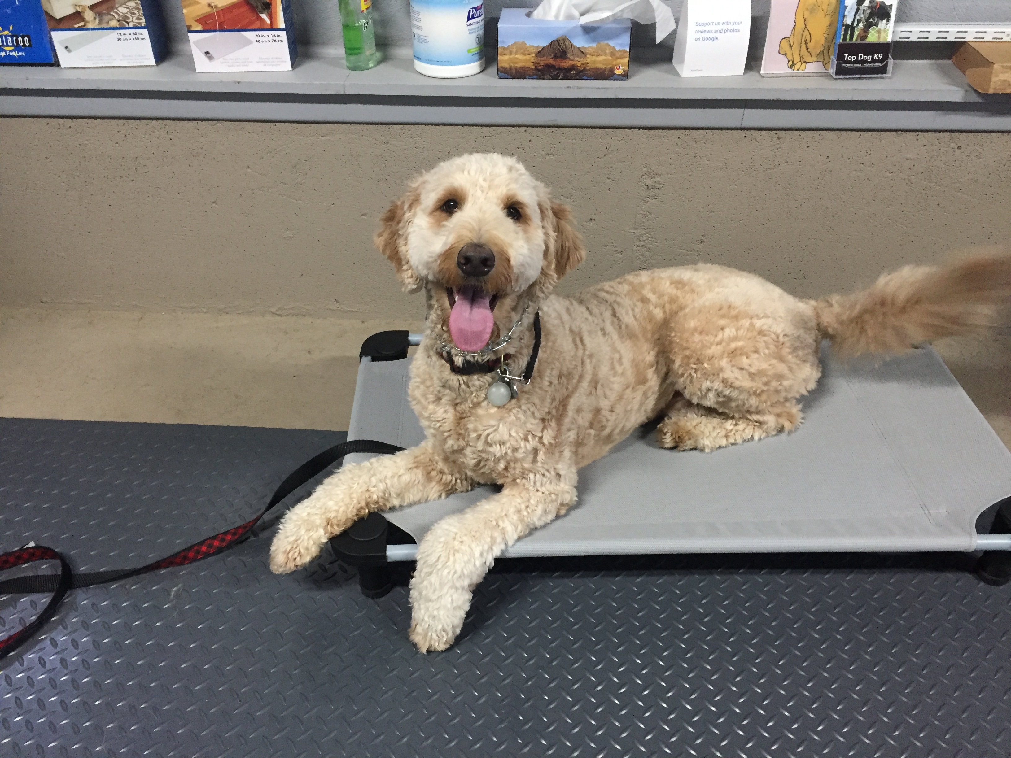 Top Dog K9 Training, behavioral and obedience training programs