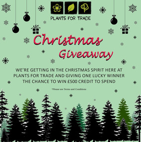 Christmas Giveaway