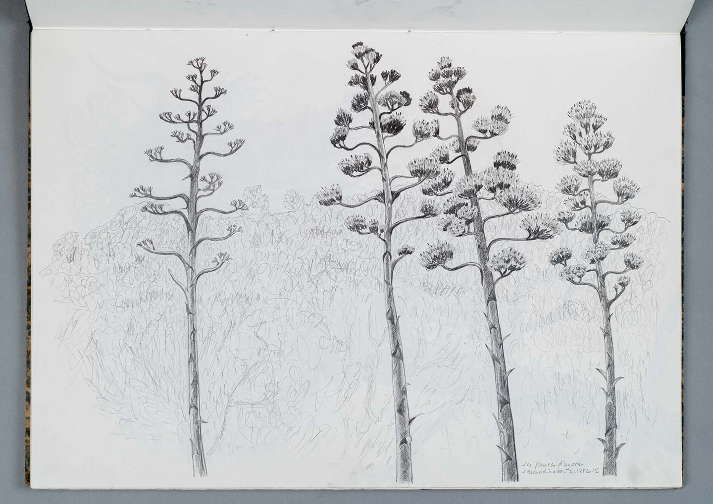 Dessin Lavis de fleurs d'agave