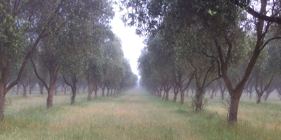 Nangkita Olives- Glamping Weekend