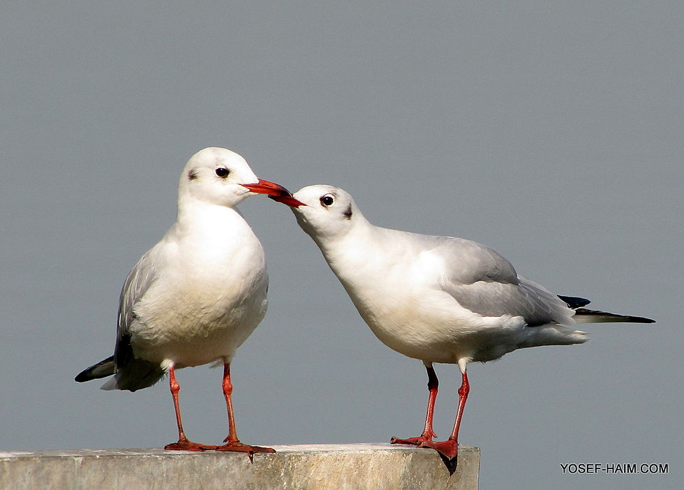Thumbnail: בעלי חיים Animals