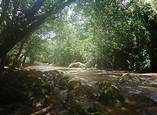 Ayahuasca Retreat