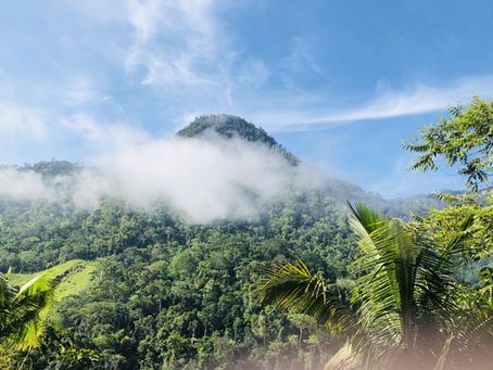 Heilpflanzenretreat im peruanischen Amazonas - 2021