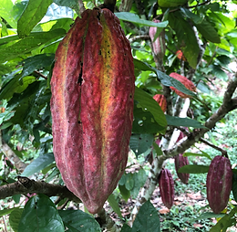 Kakaobohne