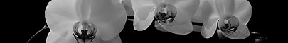 orchid flowers