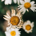 pexels-photo-4990587.jpeg