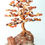 Thumbnail: Autumn Astra Tree