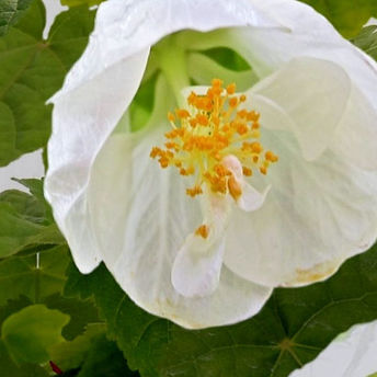 0270118_abutilon-hybridum-white-fruit-flower_750.jpg