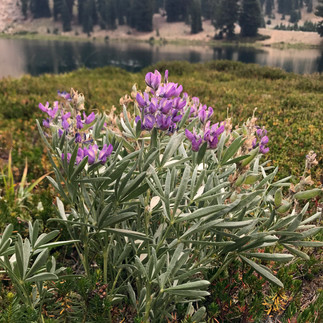 Wild flowers I found around Emerald Lake