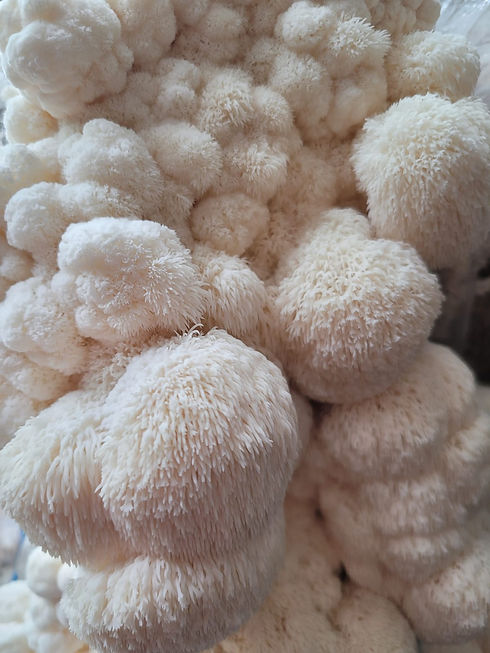 Lion's Mane.jpeg