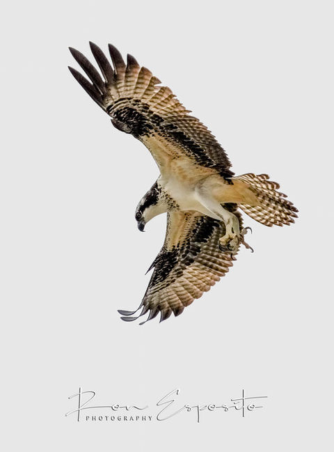Osprey flying