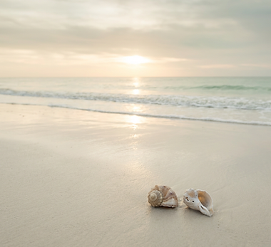 Tide Line Shells.png