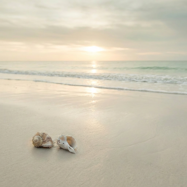 Tide Line Shells Left.png