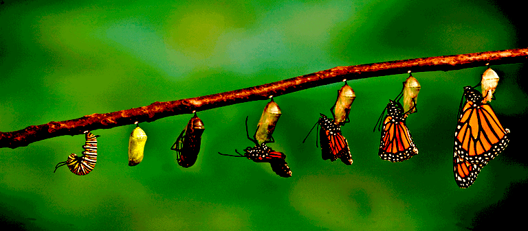 butterfly-metamorphosis.gif