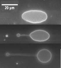 Vesicle_small_snapshot_v2.png