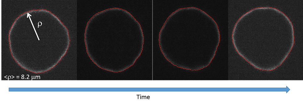 Vesicle_bending.png