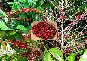 Granos-de-cafe-en-la-mata-.jpg
