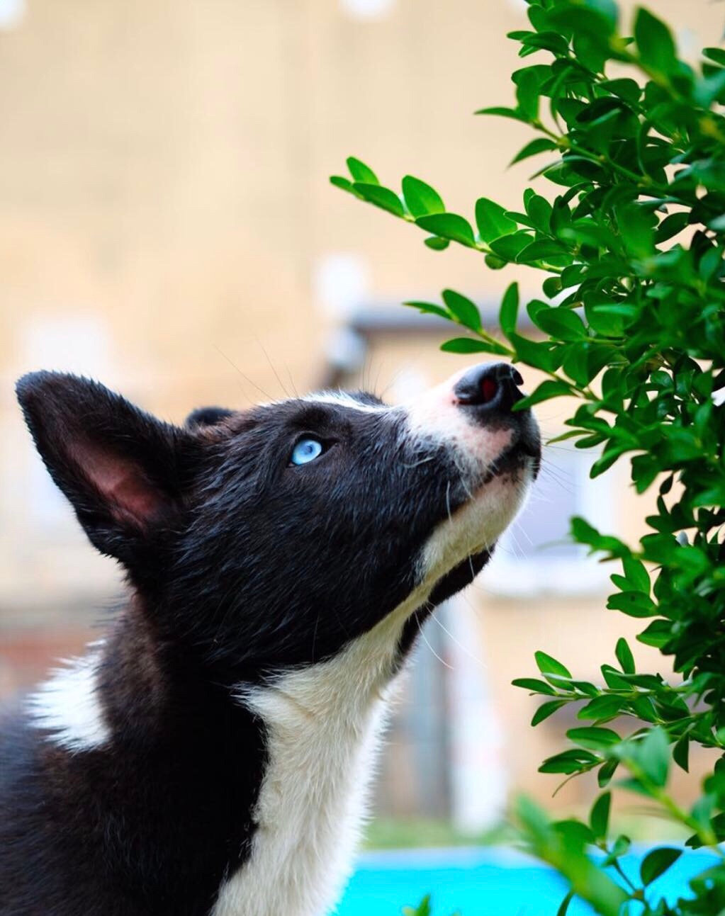 Puppy Package Sessions Speak Dog Training puppy-package-sessions-speak-dog-training
