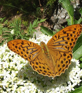 Argynnis paphia (Cengaver)._edited.jpg