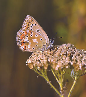 C╠ğokgo╠êzlu╠ê Anadolu C╠ğillisi (Polyommatus ossmar) 2.jpg