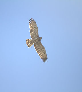 Circaetus gallicus_(Yılan kartalı)_kdrl_55_Kadirli_Yeşilyayla_IMG_5195.CR2