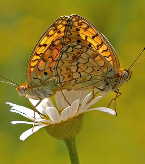 Argynnis niobe (Niyobe).jpg