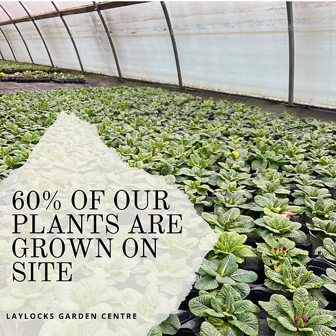 60% OF OUR PLANTS ARE GROWN ON SITE-2.jpg
