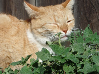 Nepeta Cataria - quais os efeitos da catnip nos felinos?!
