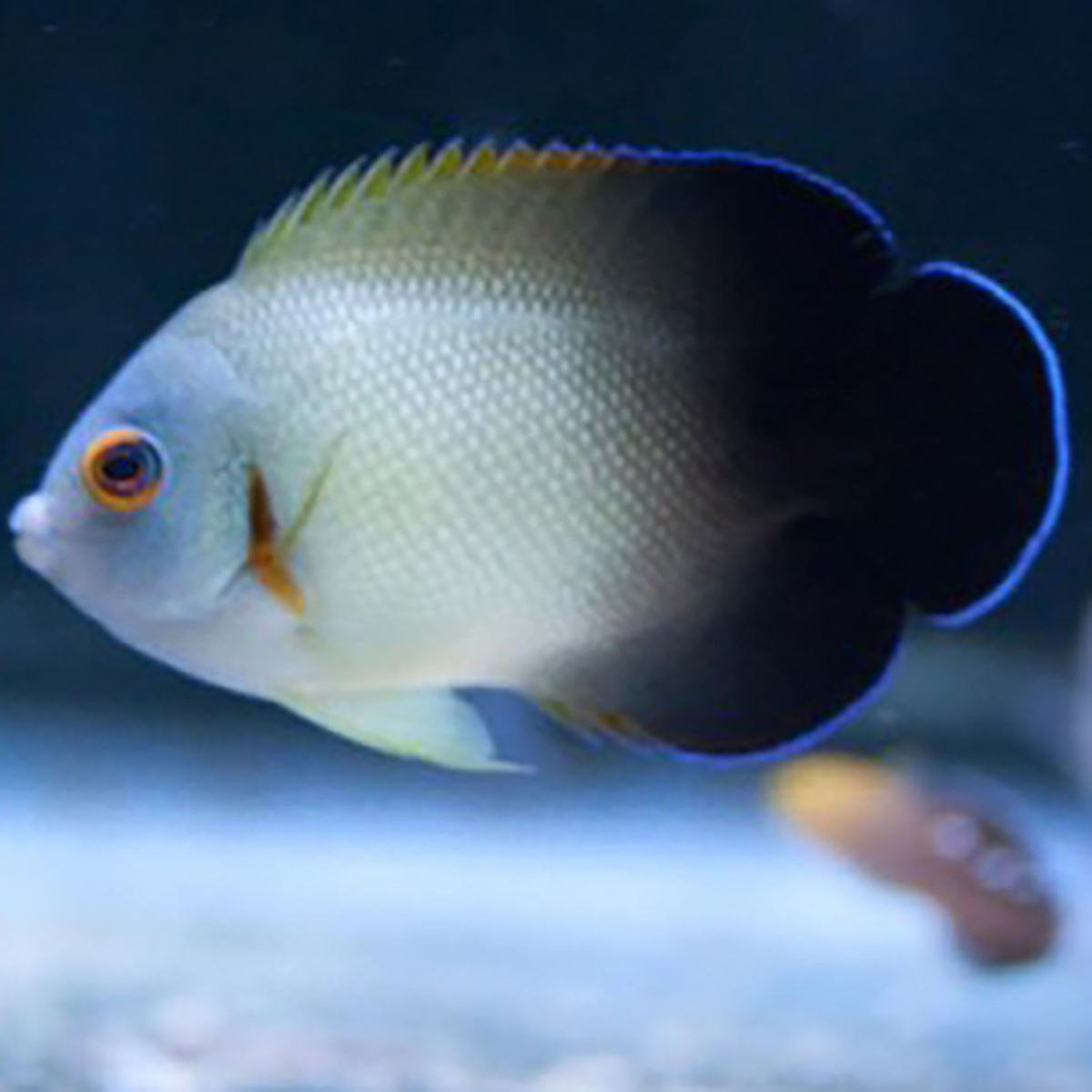Half Black Angelfish