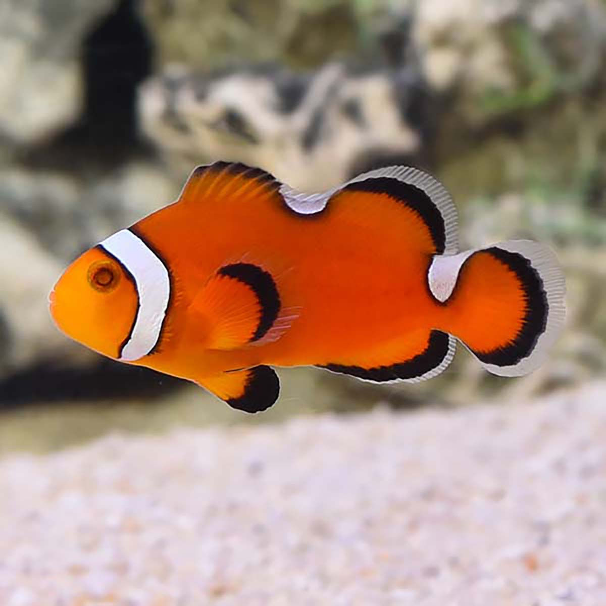 Extreme Misbar Clownfish