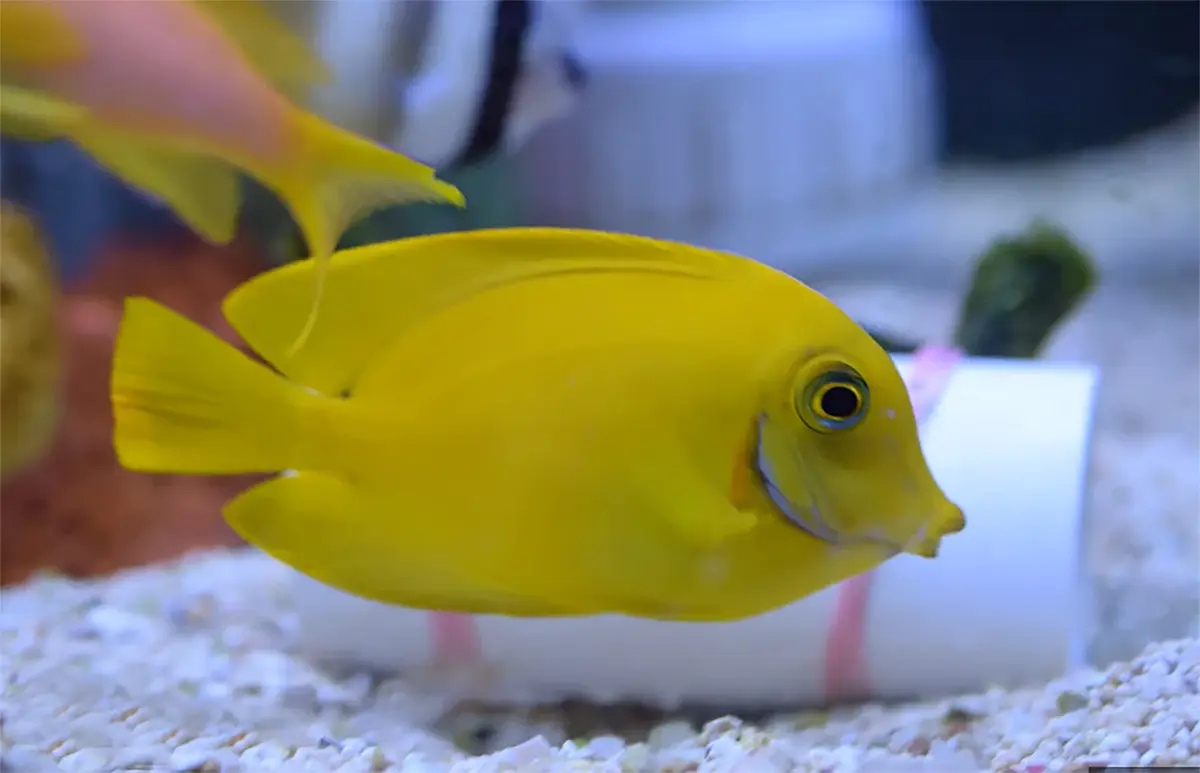 Yellow Mimic Tang